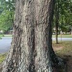 Quercus nigra Kora