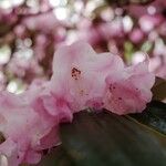 Rhododendron argyrophyllum Flor
