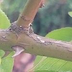 Rosa laevigata Bark
