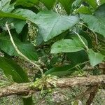 Acnistus arborescens Hoja