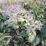 Borago officinalis Habitus