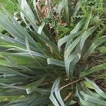 Yucca filamentosa Leaf