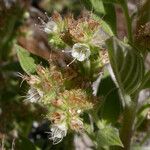 Phacelia heterophylla 花