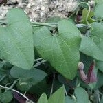 Aristolochia baetica Folha