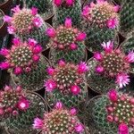 Mammillaria backebergiana Virág