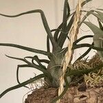Tillandsia bulbosa Hoja