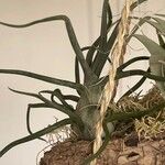 Tillandsia bulbosa Liść