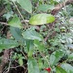 Heisteria concinna Folla