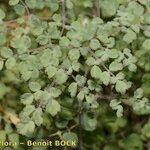 Thalictrum foetidum आदत