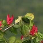 Arthroclianthus sanguineus 花