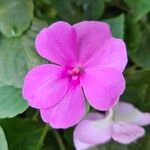 Impatiens walleriana Flower