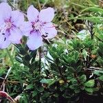 Potentilla nitida Kukka