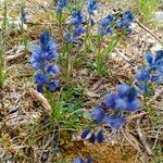 Polygala alpina Flor