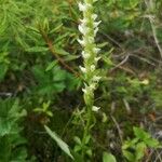 Spiranthes romanzoffiana Flower