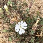 Silene succulenta Blüte