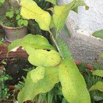 Epiphyllum oxypetalumLeaf