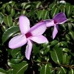 Cryptostegia madagascariensis Λουλούδι