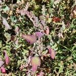 Atriplex rosea Leaf