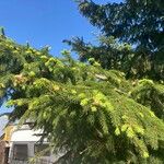 Picea abiesFolha