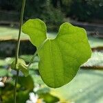 Aristolochia cymbifera Лист