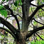 Catalpa speciosa Φλοιός