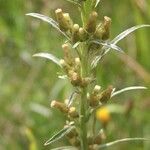 Gnaphalium sylvaticum Fruit