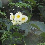 Lundia densiflora Цвят