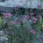 Epilobium leptophyllum অভ্যাস