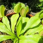 Dionaea muscipula موطن