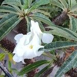 Pachypodium lamerei Flower