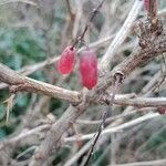 Berberis vulgaris Плід