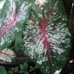 Caladium bicolorЛист