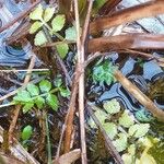 Berula erecta Blad