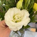 Eustoma russellianumЦвят