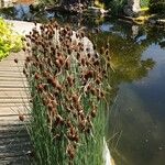 Typha minima Blüte