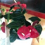 Anthurium scherzerianumCvet