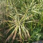 Bromus diandrus ഫലം