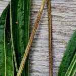 Plantago lanceolata പുറംതൊലി