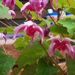 Clematis texensis Blomst