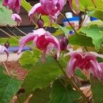 Clematis texensis Flower