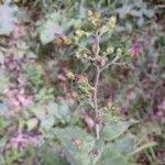 Scrophularia nodosaFlower