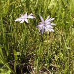 Scorzonera purpurea Flors