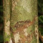 Garcinia madruno Bark