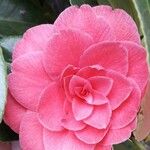 Camellia japonica Blomst