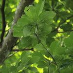 Terminalia superba Leaf