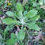 Erigeron bonariensisপাতা