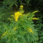 Solidago canadensisFleur