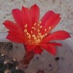 Rebutia minuscula Квітка