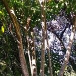 Swietenia mahagoni Агульны выгляд