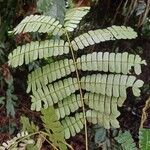 Albizia adianthifolia Delienn